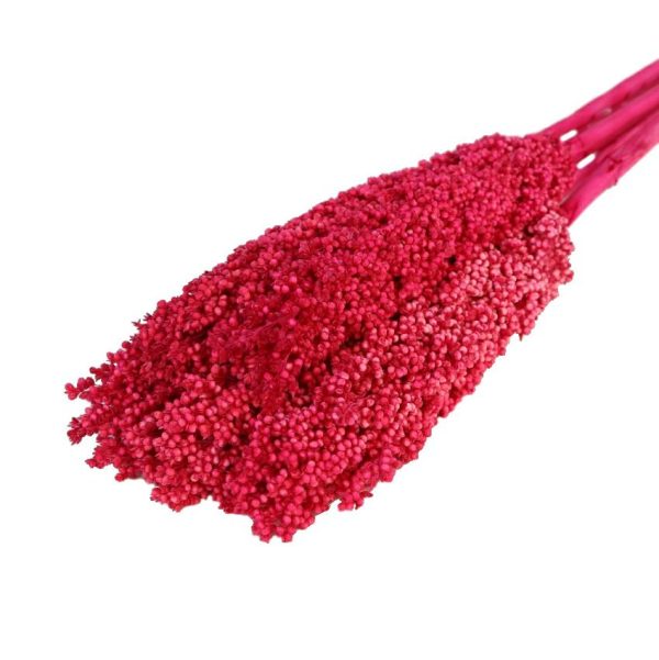 SORGHUM GR.200 H.70 CM FUXIA SORGHUM GR.200 H.70 CM FUXIA