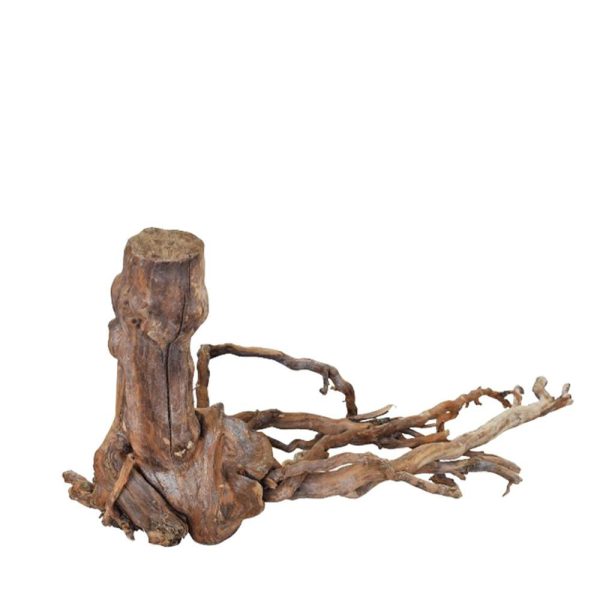 RADICE KIWI H.50CM X 120 CM CA GRANDE NATURALE RADICE KIWI H.50CM X 120 CM CA GRANDE NATURALE