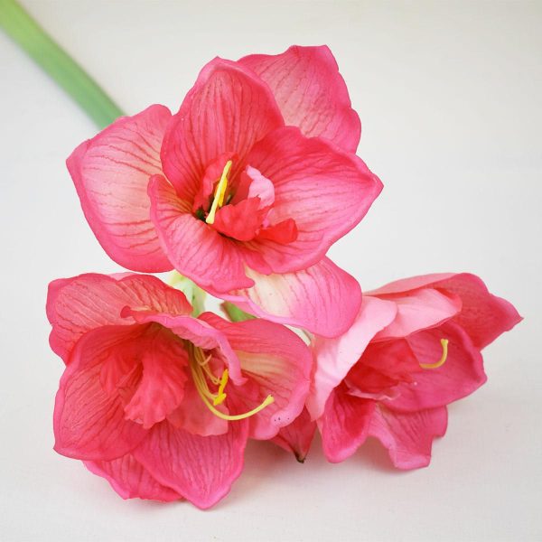 AMARYLLIS RAMO CM 73 FUCSIA AMARYLLIS RAMO CM 73 FUCSIA