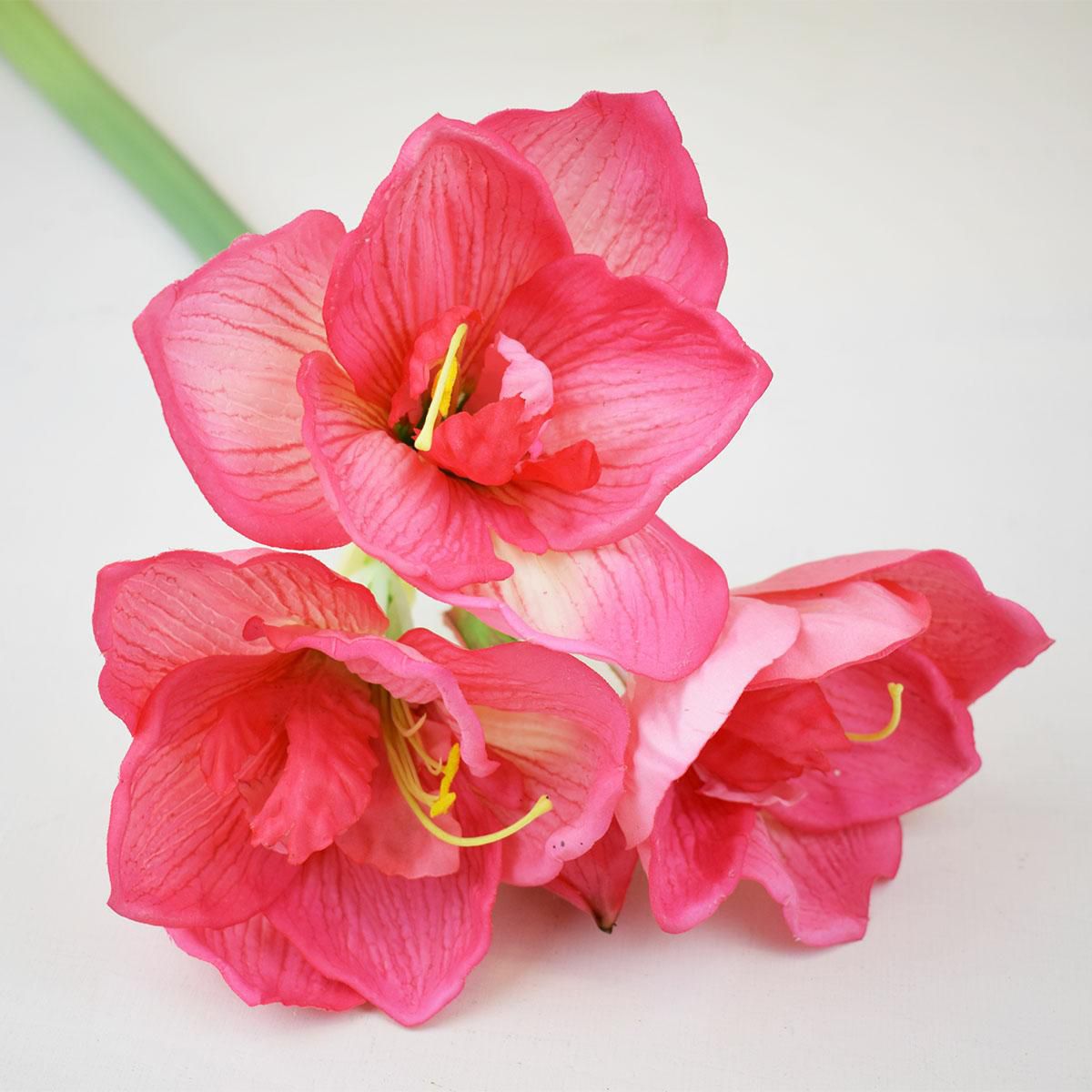 AMARYLLIS RAMO CM 73 FUCSIA