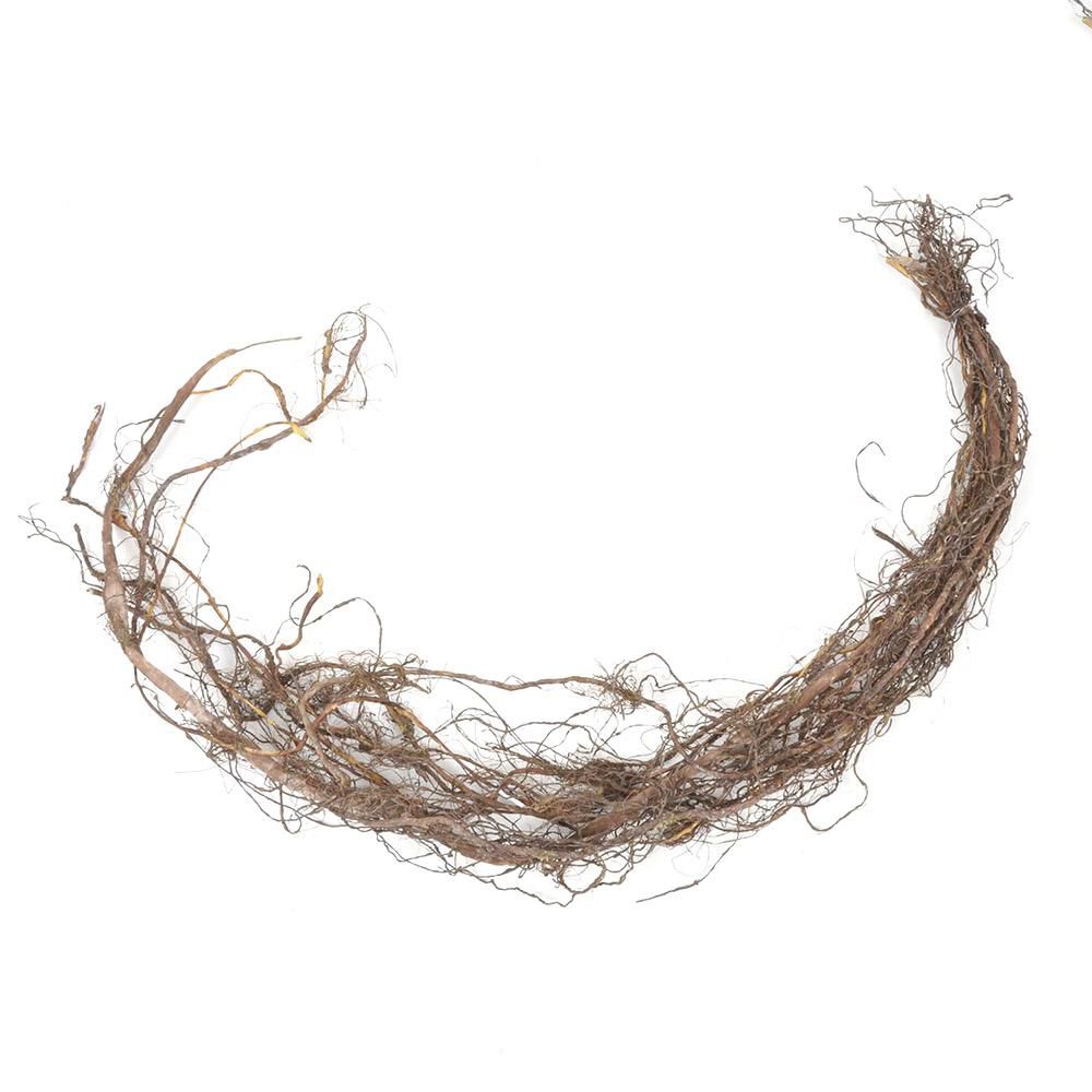 RADICE FICUS CM.88 MARRONE