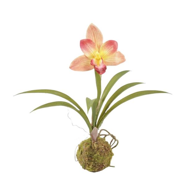 PHALAENOPSIS PIANTA C/BULBO CM 35,5 ARANCIO PHALAENOPSIS PIANTA C/BULBO CM 35,5 ARANCIO