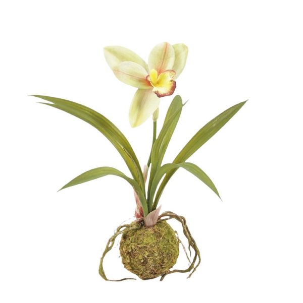 PHALAENOPSIS PIANTA C/BULBO CM 35,5 VERDE PHALAENOPSIS PIANTA C/BULBO CM 35,5 VERDE