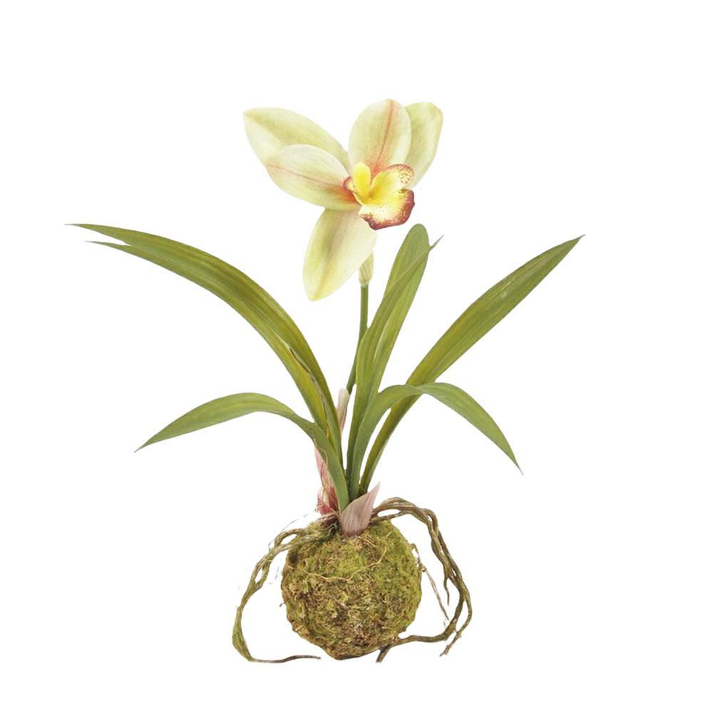 PHALAENOPSIS PIANTA C/BULBO CM 35,5 VERDE PHALAENOPSIS PIANTA C/BULBO CM 35,5 VERDE