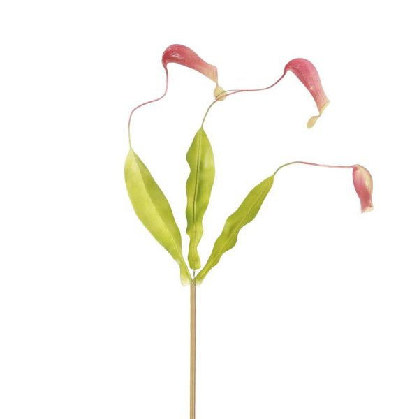 NEPENTHES 3X BORDEAUX NEPENTHES 3X BORDEAUX