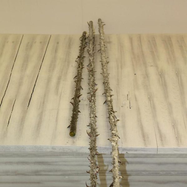 ROSA STALK-ICE- MT.1 ROSA STALK-ICE- MT.1