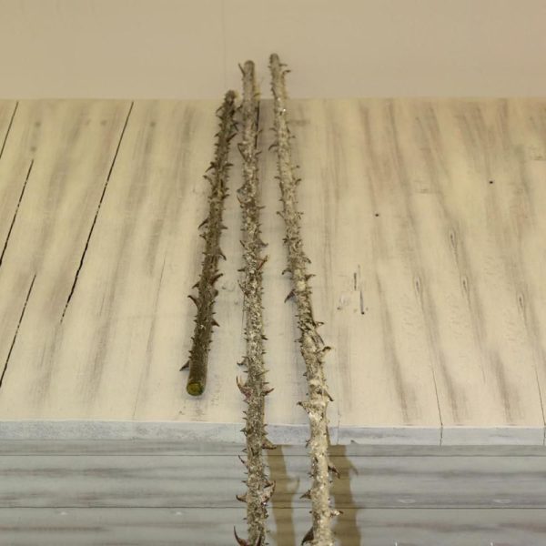 ROSA STALK-ICE- MT.1,5 CM ROSA STALK-ICE- MT.1,5 CM