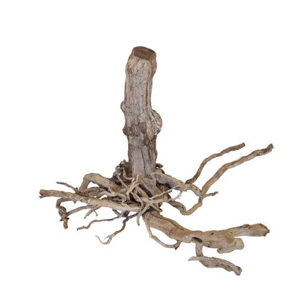 RADICE KIWI H.45 CM X 100 CM CA MEDIA NATURALE RADICE KIWI H.45 CM X 100 CM CA MEDIA NATURALE