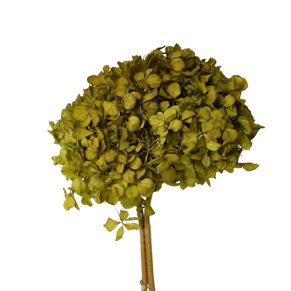 HYDRANGEA STABILIZZATA CM.30-35 VERDE