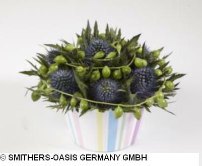 CUPCAKES SPUGNA D.8 CM CONF.PZ.6 RIGHE PASTELLO OASIS