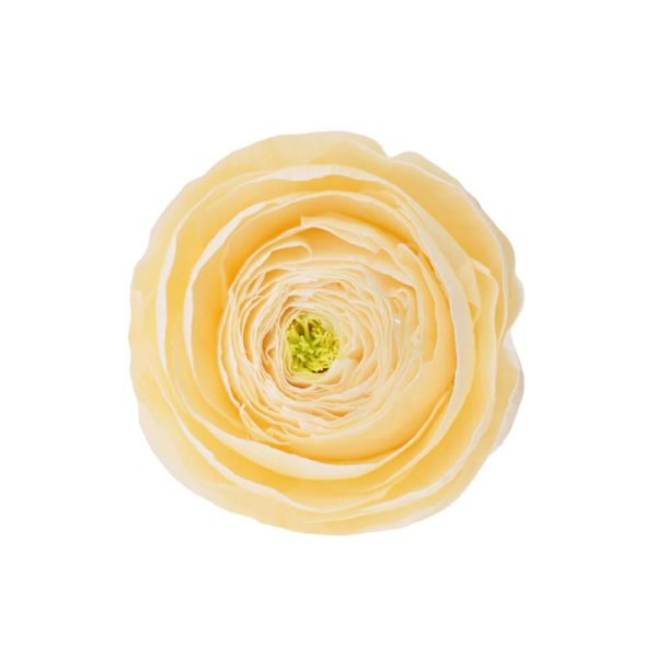 SET 9 RANUNCOLI STABILIZZATI D.5,5 CM CHAMPAGNE SET 9 RANUNCOLI STABILIZZATI D.5,5 CM CHAMPAGNE