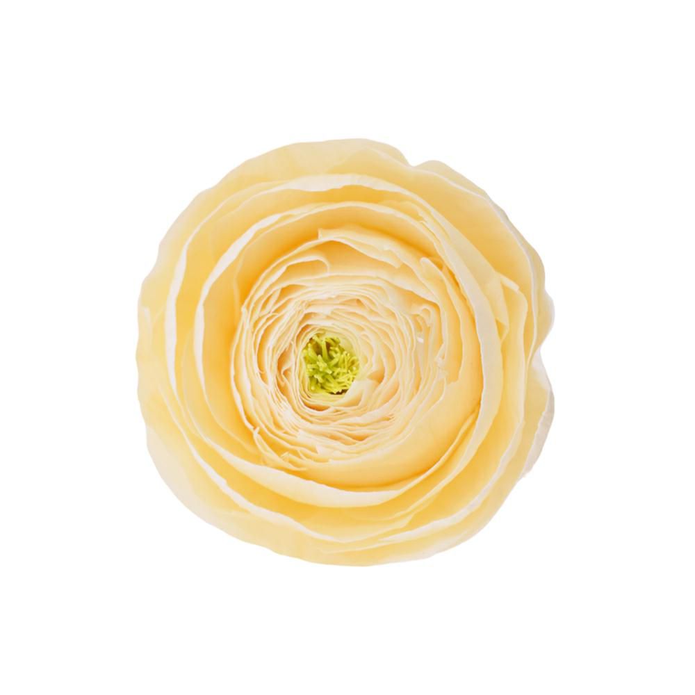 SET 9 RANUNCOLI STABILIZZATI D.5,5 CM CHAMPAGNE SET 9 RANUNCOLI STABILIZZATI D.5,5 CM CHAMPAGNE