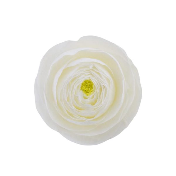 SET 9 RANUNCOLI STABILIZZATI D.5,5 CM BIANCO SET 9 RANUNCOLI STABILIZZATI D.5,5 CM BIANCO