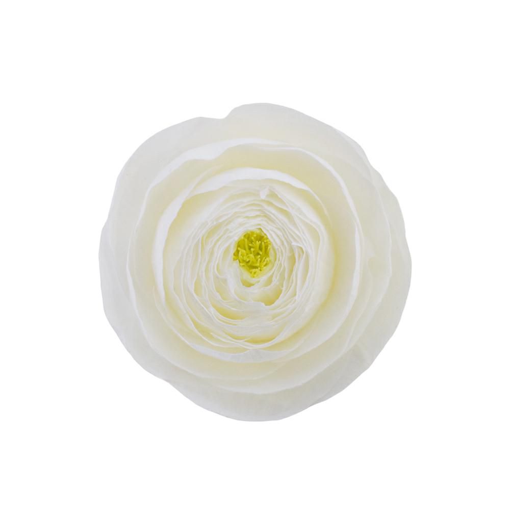 SET 9 RANUNCOLI STABILIZZATI D.5,5 CM BIANCO SET 9 RANUNCOLI STABILIZZATI D.5,5 CM BIANCO