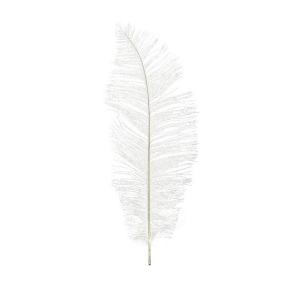 PIUME STRUZZO 50/60 CM PZ.5 BIANCO PIUME STRUZZO 50/60 CM PZ.5 BIANCO