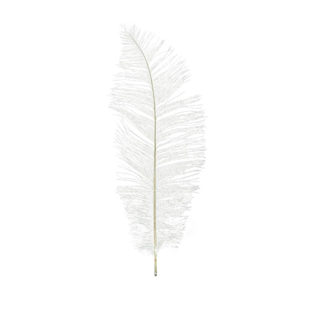 PIUME STRUZZO 50/60 CM PZ.5 BIANCO