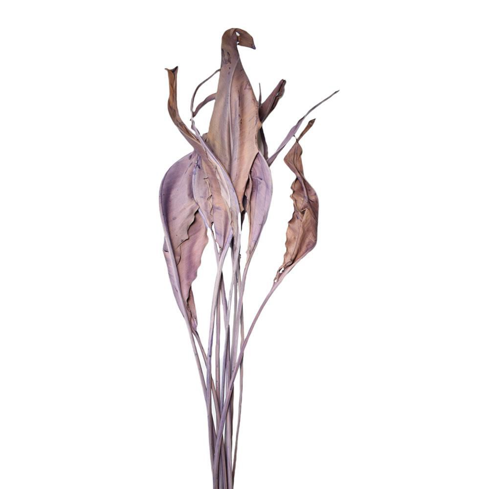 ESTRELIZIA IN BUSTA A CONO PZ.10 CM.100 VIOLA 128