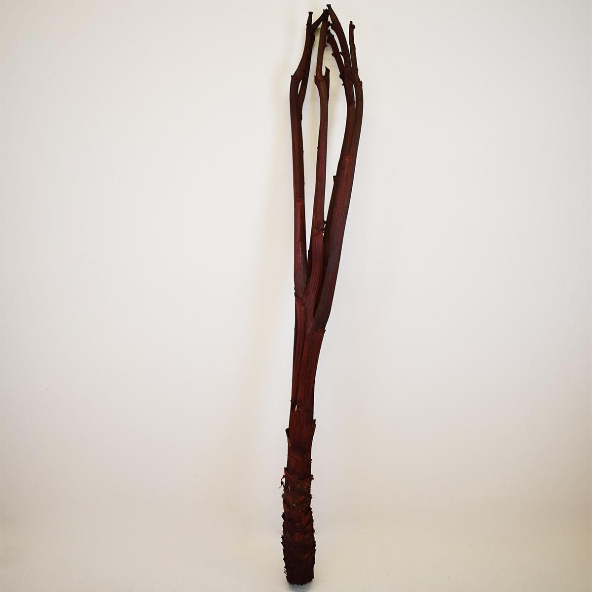 PIANTA CARCIOFO H.110 CM BORDEAUX PIANTA CARCIOFO H.110 CM BORDEAUX