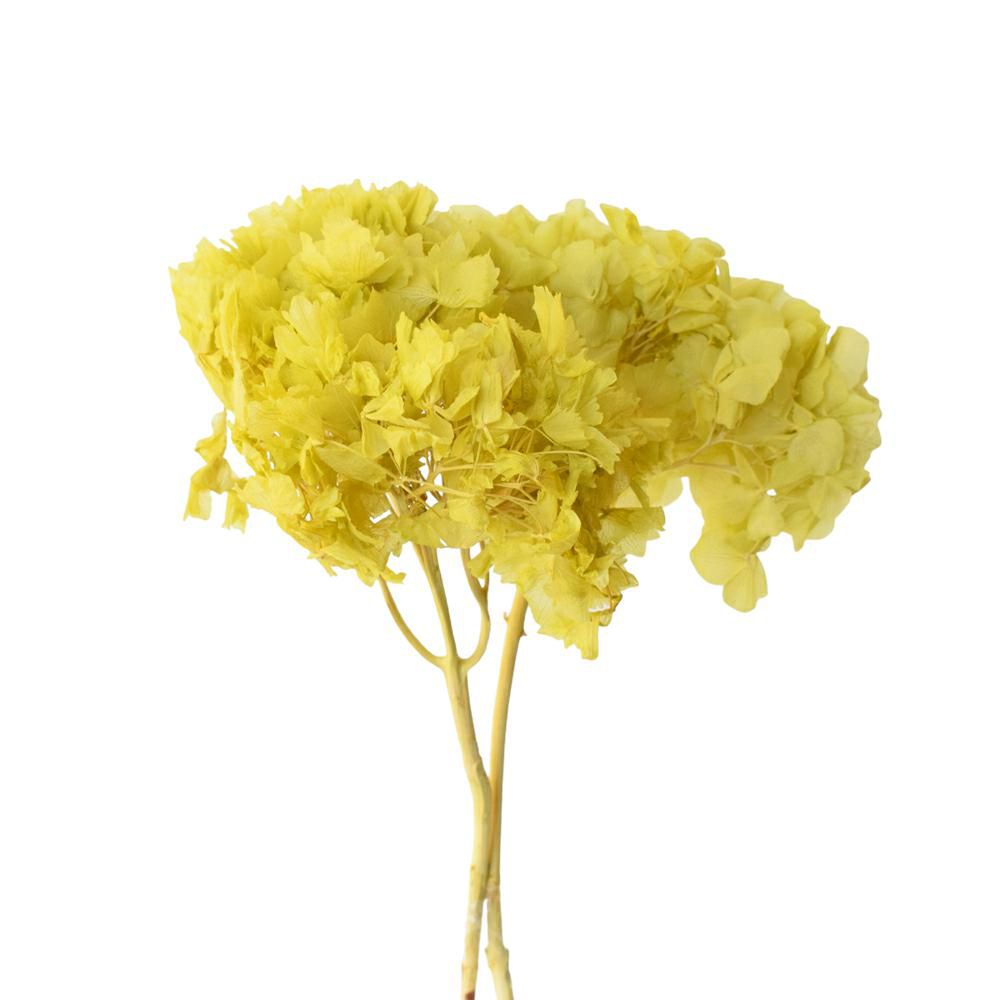 HYDRANGEA STABILIZZATA CM.40 LIMONE 121/P HYDRANGEA STABILIZZATA CM.40 LIMONE 121/P