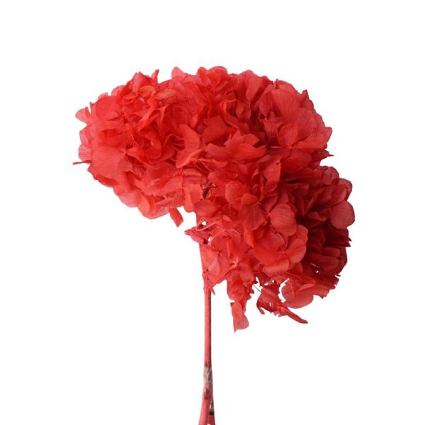 HYDRANGEA STABILIZZATA CM.40 ROSSO 10/P HYDRANGEA STABILIZZATA CM.40 ROSSO 10/P