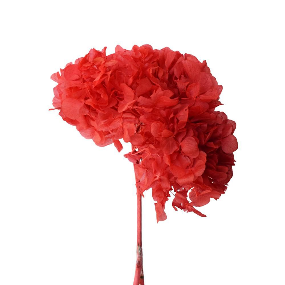 HYDRANGEA STABILIZZATA CM.40 ROSSO 10/P