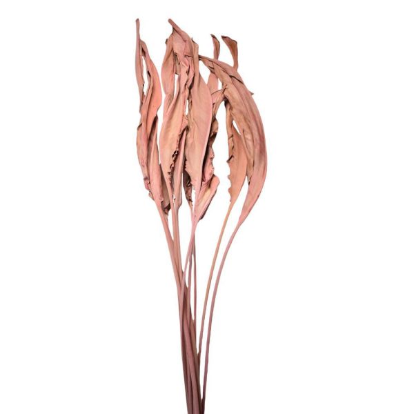 ESTRELIZIA IN BUSTA A CONO PZ.10 CM.100 WARMGRAU 105 ESTRELIZIA IN BUSTA A CONO PZ.10 CM.100 WARMGRAU 105