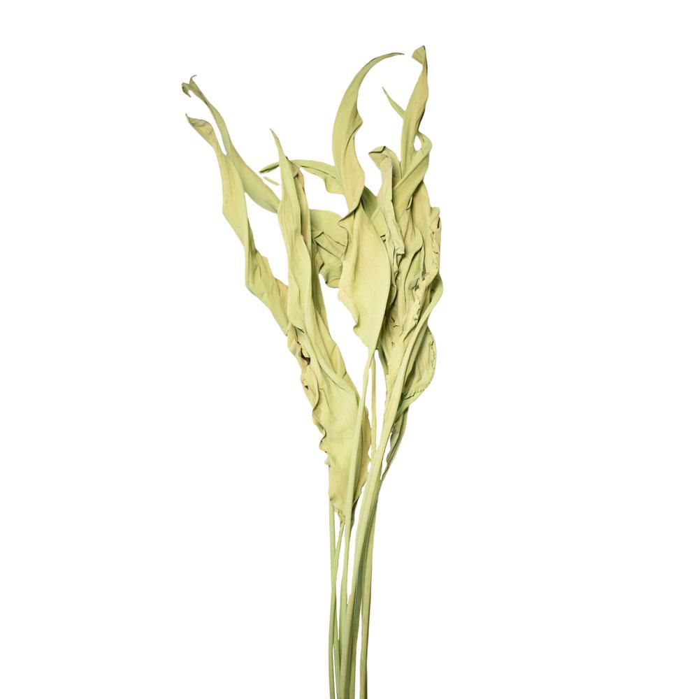 ESTRELIZIA IN BUSTA A CONO PZ.10 CM.100 PISTACCHIO 117 ESTRELIZIA IN BUSTA A CONO PZ.10 CM.100 PISTACCHIO 117