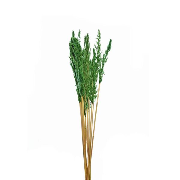 PAMPAS MAZZO 10 PZ. CM.73 VERDE PAMPAS MAZZO 10 PZ. CM.73 VERDE