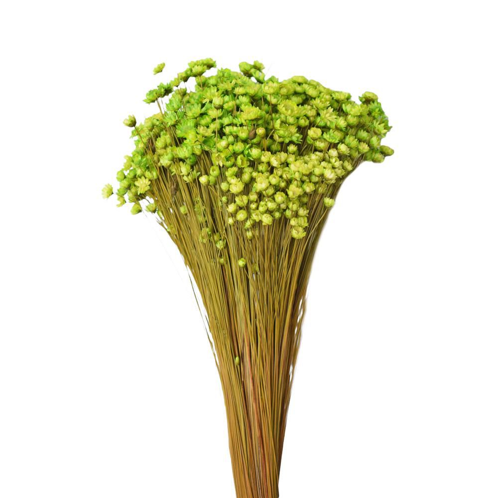 GLIXIA BREJEIRA GR.100 CM.50 VERDE MELA GLIXIA BREJEIRA GR.100 CM.50 VERDE MELA