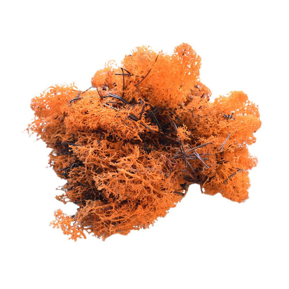 MUSCHIO NORDICO KG.1 ARANCIO