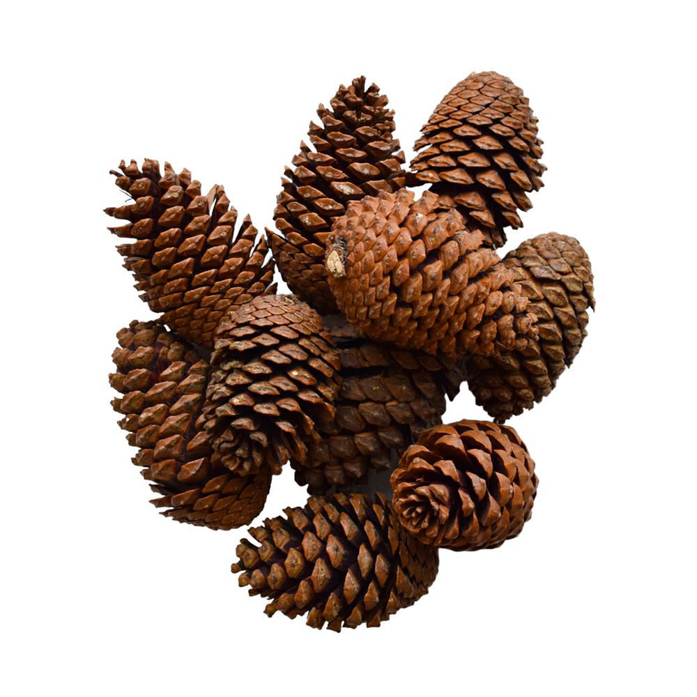 PIGNA MARITTIMA H.10/14CM PZ.10 NATURALE