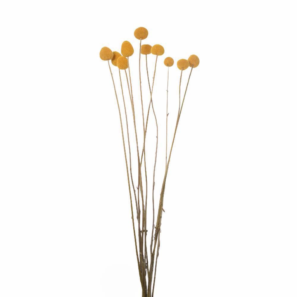 CRASPEDIA NATURALE MAZZO 10 PZ. CM.73 NATURALE GIALLO CRASPEDIA NATURALE MAZZO 10 PZ. CM.73 NATURALE GIALLO