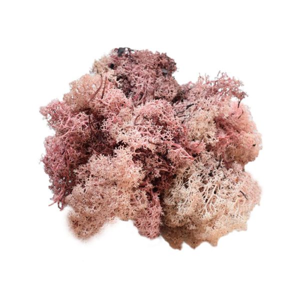 MUSCHIO NORDICO KG.1 ROSA CIPRIA 141 MUSCHIO NORDICO KG.1 ROSA CIPRIA 141