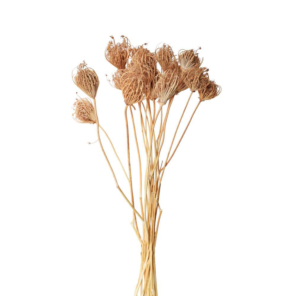 TESTE FINOCCHIO GIGANTEPZ.10 CM.55 SENAPE 36/P TESTE FINOCCHIO GIGANTEPZ.10 CM.55 SENAPE 36/P