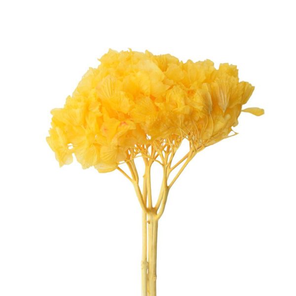 HYDRANGEA STABILIZZATA CM.40 ZABAIONE 108P HYDRANGEA STABILIZZATA CM.40 ZABAIONE 108P