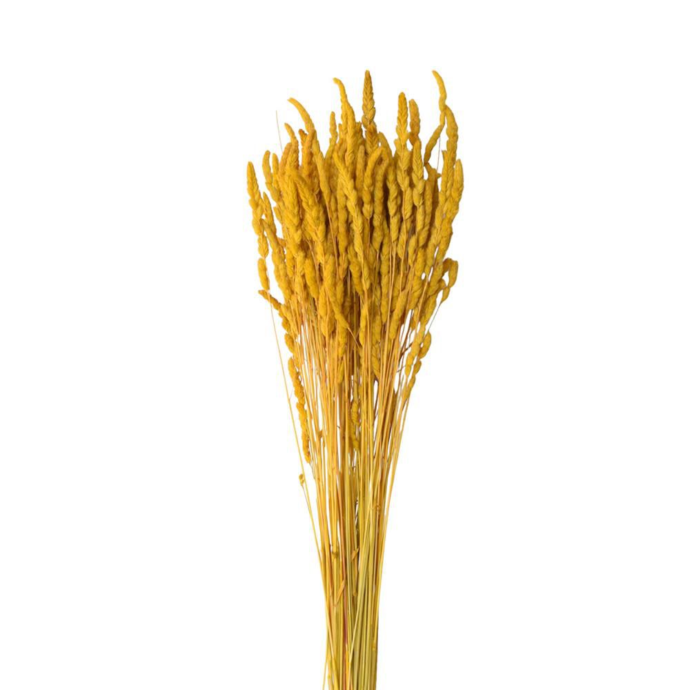 PALEONE GR.100 CM.82 SENAPE 36 PALEONE GR.100 CM.82 SENAPE 36