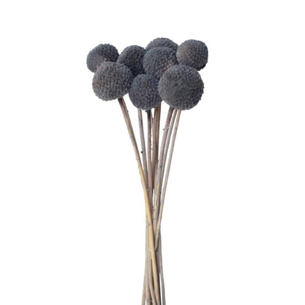 CRASPEDIA MAZZO 10 PZ. CM.73 GRIGIO 53/P CRASPEDIA MAZZO 10 PZ. CM.73 GRIGIO 53/P