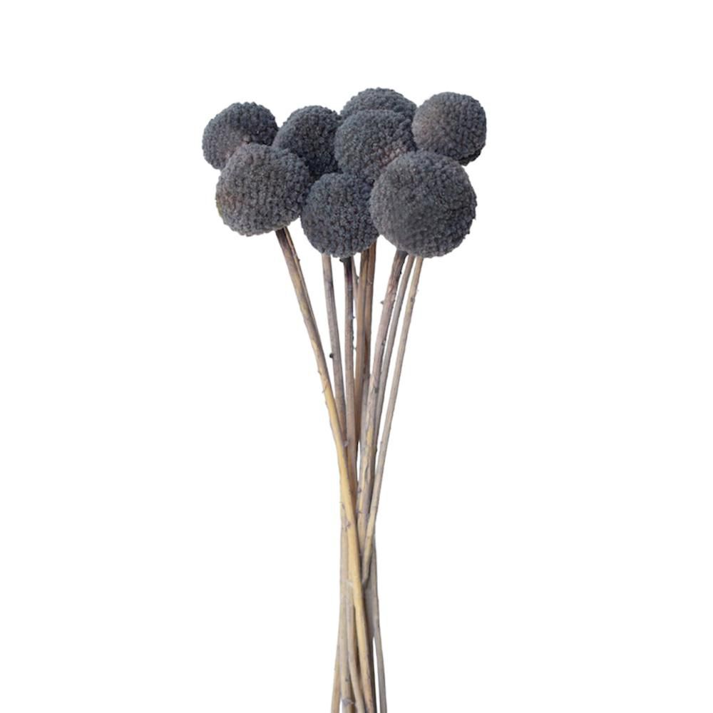 CRASPEDIA MAZZO 10 PZ. CM.73 GRIGIO 53/P CRASPEDIA MAZZO 10 PZ. CM.73 GRIGIO 53/P