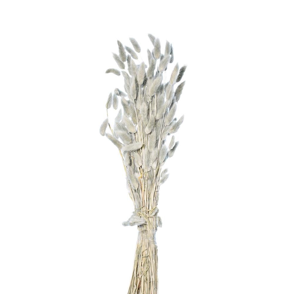 LAGURUS IN BUSTA A CONOGR.50 CM.60-70 GRIGIO 53/P LAGURUS IN BUSTA A CONOGR.50 CM.60-70 GRIGIO 53/P