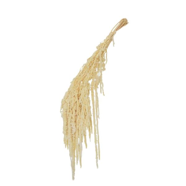 AMARANTHUS CAUD. GR.150CM.70 AVORIO 25/P AMARANTHUS CAUD. GR.150CM.70 AVORIO 25/P