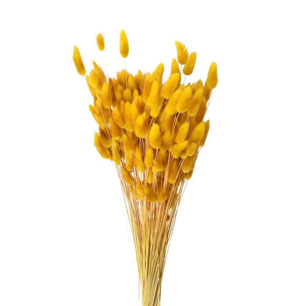 LAGURUS IN BUSTA A CONOGR.50 CM.60-70 SENAPE 36 LAGURUS IN BUSTA A CONOGR.50 CM.60-70 SENAPE 36