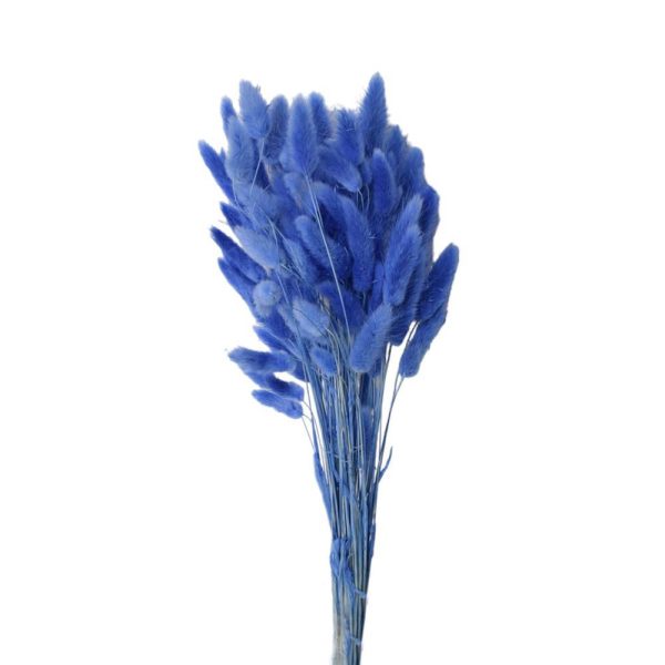 LAGURUS IN BUSTA A CONOGR.50 CM.60-70 ZAFFIRO 122/P LAGURUS IN BUSTA A CONOGR.50 CM.60-70 ZAFFIRO 122/P