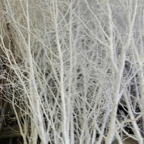 FAGGIO NANO H.190/210 CM EXTRA BIANCO FAGGIO NANO H.190/210 CM EXTRA BIANCO