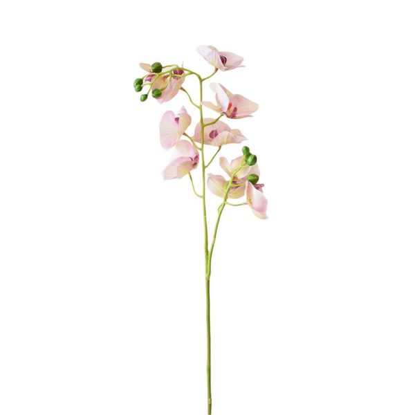 PHALAENOPSIS RAMO X2 CM.80 LIGHT PINK PHALAENOPSIS RAMO X2 CM.80 LIGHT PINK