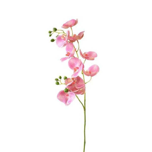 PHALAENOPSIS RAMO X2 CM.80 PINK PHALAENOPSIS RAMO X2 CM.80 PINK