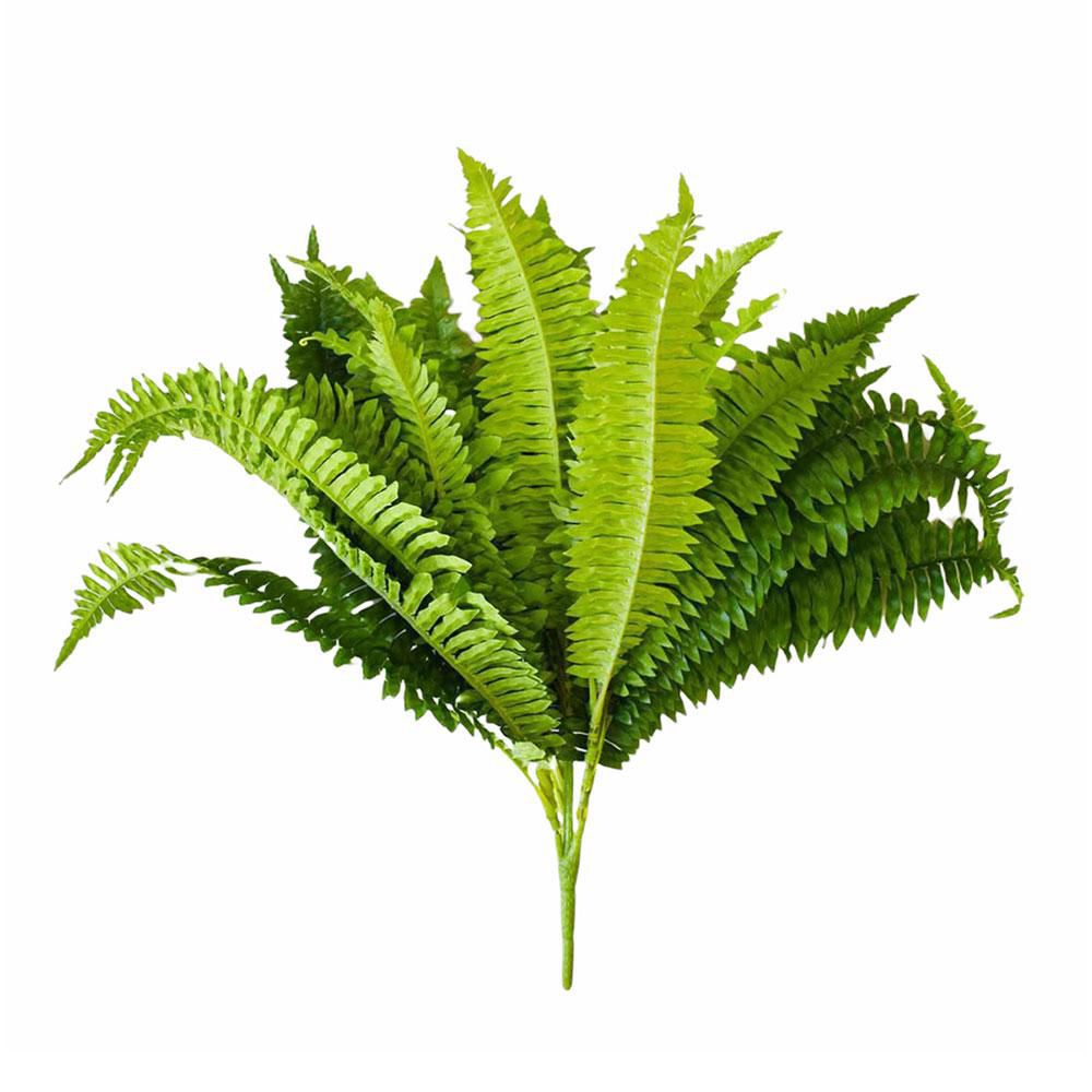 FELCE BOSTON FERN BUSH 36F CM.60 VERDE FELCE BOSTON FERN BUSH 36F CM.60 VERDE