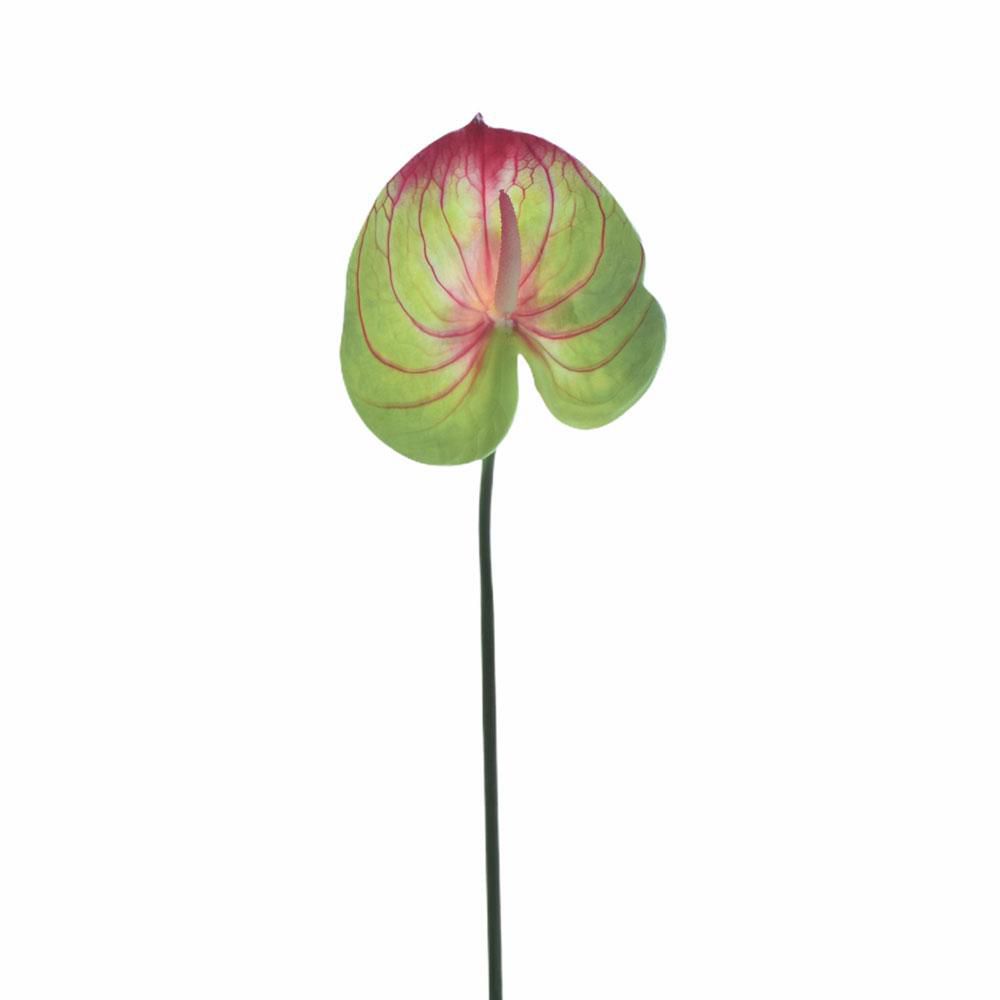 ANTHURIUM RAMO CM 60 VERDE/ROSSO ANTHURIUM RAMO CM 60 VERDE/ROSSO