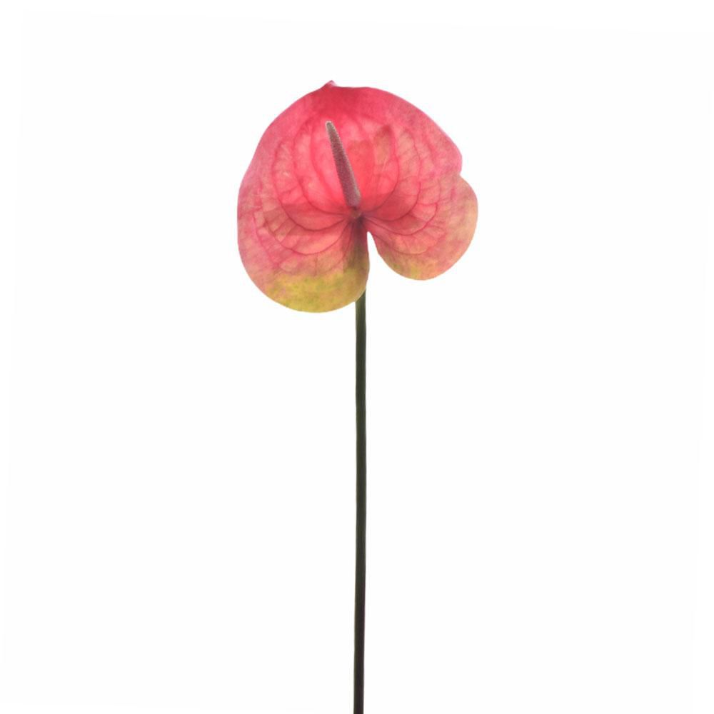 ANTHURIUM RAMO CM 60 ROSA/VERDE ANTHURIUM RAMO CM 60 ROSA/VERDE