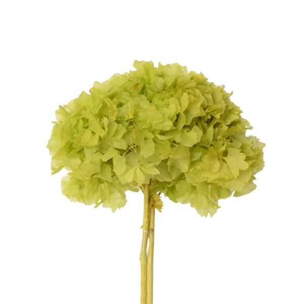 HYDRANGEA STABILIZZATA CM.30-35 VERDE MELA HYDRANGEA STABILIZZATA CM.30-35 VERDE MELA