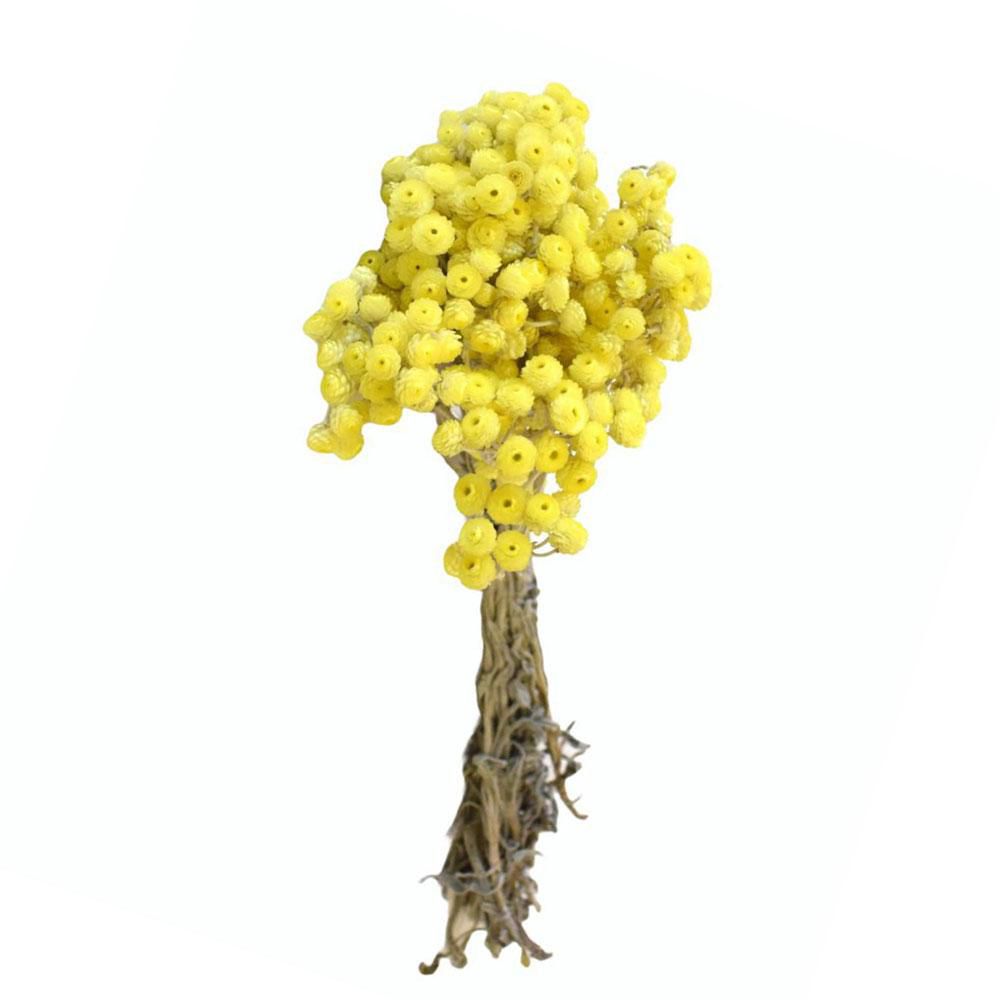 SEMPREVIVO GR.60 NATURALE/GIALLO SEMPREVIVO GR.60 NATURALE/GIALLO